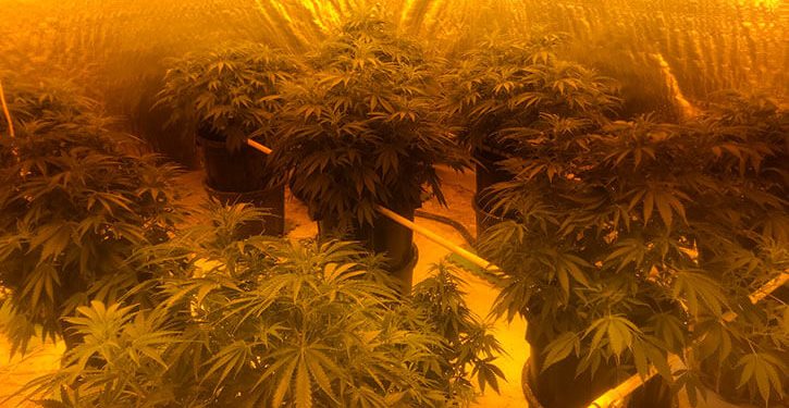 Illegal cannabis grow house in Canberra