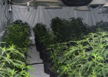 Illegal cannabis grow houses being raided by ACT Police