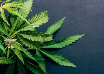 Bright green cannabis on a chalkboard background