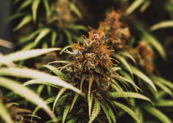 Cannabis growing in indoor setting