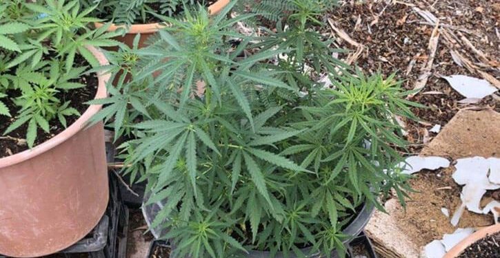 Cannabis plants being grown in pots in Australia