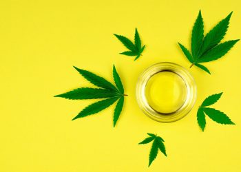 Cannabis leaves on a yellow backround