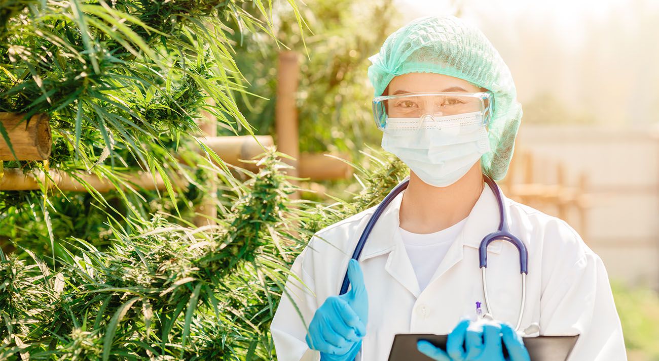 Scientist standing next to cannabis
